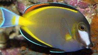 Powder Brown Tang [upl. by Steele]