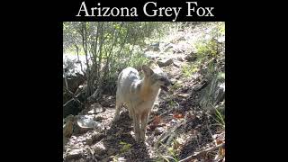 Grey fox feeding wildlife nature fox [upl. by Attenauq902]