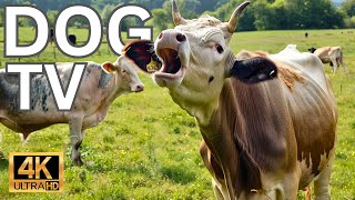 YOUR HOME ALONE DOG NEEDS THIS VIDEO TO DESTROY SEPARATION ANXIETY  SOOTHING COWS IN THE FIELD [upl. by Adalheid440]