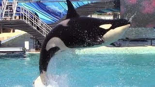 One Ocean at SeaWorld San Diego 32114 Part 1 [upl. by Eruot]