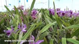 Orchid Web  Laelia purpurata [upl. by Karil]