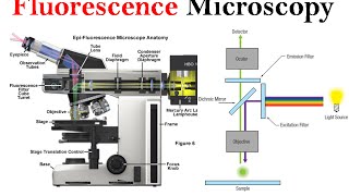 Fluorescence microscopy  fluorescence microscope principle [upl. by Eseeryt]