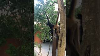 🇲🇽 Monkeys at Grand Sirenis Riviera Maya TravelWorldExperiences travel animals vacation [upl. by Prem]