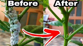 My Simple Top 3 secret solution of mealybugs treatment Hibiscus plants care [upl. by Ahsikram179]