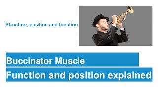 Buccinator muscle [upl. by Kado305]