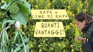 RAPE e CIME DI RAPA sai TUTTI I VANTAGGI  NON devono MANCARE nellorto [upl. by Alyahsat]