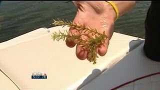 Hydrilla still a big problem on Lake Austin [upl. by Harris280]