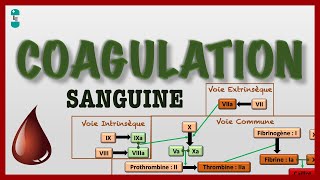 Coagulation Sanguine ou Hémostase et sa Cascade  voie intrinsèque extrinsèque commune [upl. by Sanjiv301]