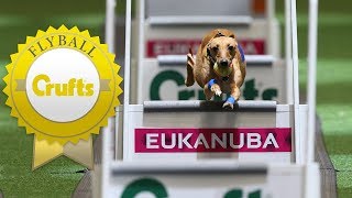 Meet Hustle and Shoots  The Fastest Dogs in Flyball [upl. by Siclari]