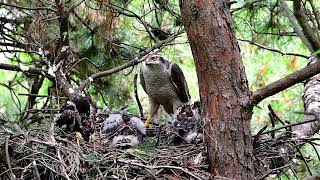 참매  Accipiter gentilis [upl. by Nnalyrehs]