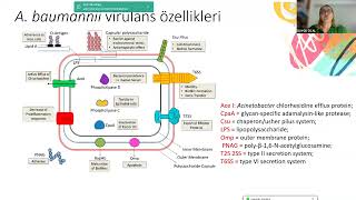 KLİMUD ADSİde Ayın Konuğu Acinetobacter baumanii ve Stenotrophomonas maltophilia [upl. by Hutton750]