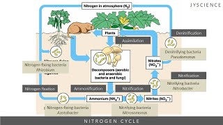 SPM How to remember nitrogen cycle  Nitrogen fixation nitrification denitrification [upl. by Nosde862]