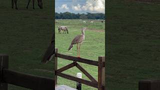 Red Legged Seriema seriema birds [upl. by Norma738]