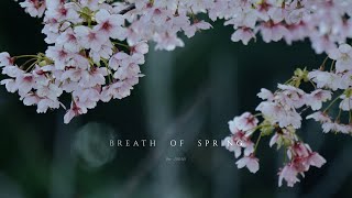 SAKURA 24BREATH OF SPRING [upl. by Daley]