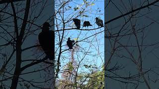 Buzzards nature naturelovers birds bird vultures buzzard [upl. by Linders]