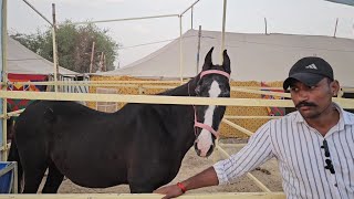 गंगानगर मेले में 4 घोड़िया आई बिक्री के लिए ganganagar horse mela 2024 [upl. by Bowles531]