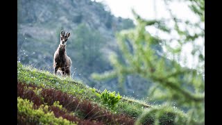 5 curiosità sul camoscio [upl. by Lusty231]