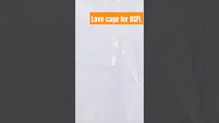 Love cage BSFL insect lovecage bsfl insectfarming [upl. by Ciredor]