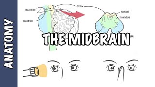 Clinical Anatomy  Midbrain structure function and midbrain lesions [upl. by Valda]