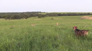 3 Kansas coyotes put Spot in my lap [upl. by Nanam916]