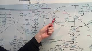 MTHFR  High homocysteine and Low homocysteine [upl. by Helsa]