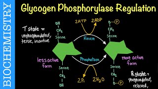 Glycogen Phosphorylase Regulation  Biochemistry [upl. by Yeorgi333]