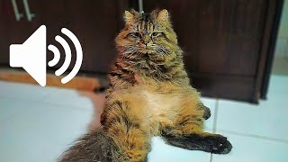 MALE CAT IN HEAT CALLING FEMALE 🐈 PRANK YOUR PETS [upl. by Mcclenaghan]