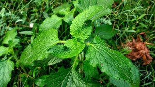 I Survived A Common Nettle Plant [upl. by Benedick107]