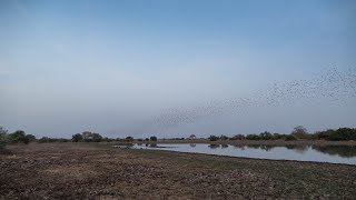 Millions of Redbilled Queleas in the last evening light Zakouma  Chad [upl. by Ecnarual]