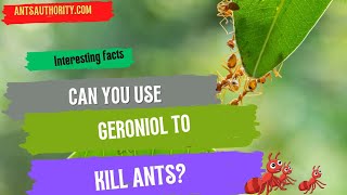 Can You Use Geraniol To Kill Ants [upl. by Maddox658]