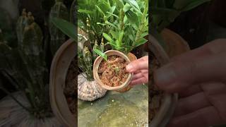 best tips repotting plant tutorial plant orchid [upl. by Julia]