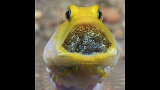 Pez bocón cabeza amarilla yellowhead jawfish Opistognathus aurifrons [upl. by Barayon]