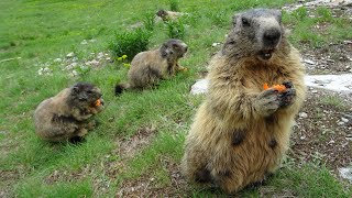 Marmottes gourmandes de Saas Fee [upl. by Fannie]