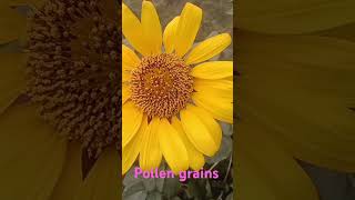 Pollen grains microspore fact fruit plantic chemistry funny garden sunflower [upl. by Lyred]