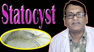 Statocyst of Prawn  চিংড়ির স্ট্যাটোস্টি পর্যবেক্ষণ [upl. by Sakhuja]