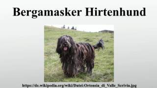 Bergamasker Hirtenhund [upl. by Roscoe]