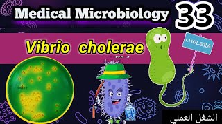 vibrio cholerae شرح الشغل العملي [upl. by Anemij310]