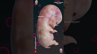 Fetus Development in 5 Stages 📈👶🏻 [upl. by Court]