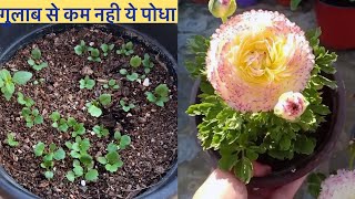 गुलाब से कम नही है ये पोधा कम धूप भी चलेगी Ranunculus From Seeds And TransplantingWinter Flowers [upl. by Marcela995]