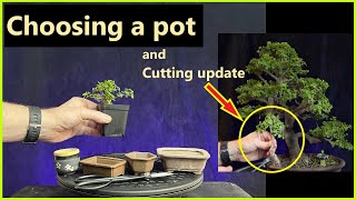 Potting a small bonsai tree  Cutting update  portulacaria afra bonsai repotting [upl. by Meehsar]