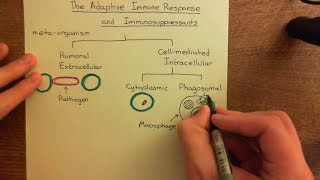 The Adaptive Immune Response and Immunosuppressants Part 1 [upl. by Ylrebnik]