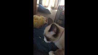 Kitten eats corn on the cob [upl. by Varick]