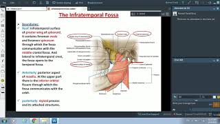 Anatomy of the Infratemporal Fossa  Dr Ahmed Farid [upl. by Turley]