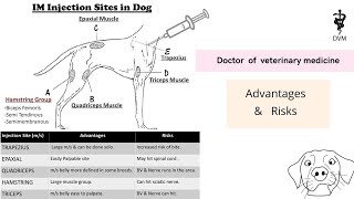 Intramuscular injection site in dog  IM injection sites their risks and advantages [upl. by Gerard]