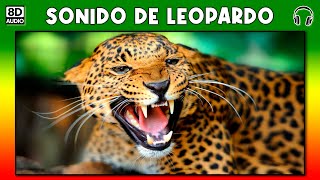 SONIDO DE LEOPARDO 🐆 [upl. by Airetahs]