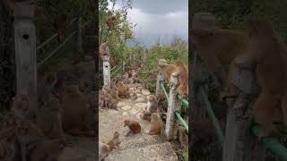 monkey video monkey group 🐒🐒🐒🐒🐒🐒 enjoying weather [upl. by Shere]