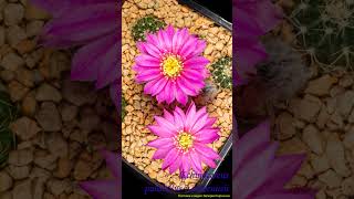 Echinocereus pulchellus vamoenus cactisucculentreview cactus timelapse shorts echinocereus [upl. by Sonstrom]