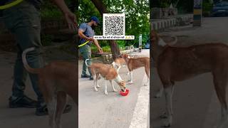 कमलेश जी seva🙏🙏❤️🐕🇮🇳🐶streetdog animals doglover help shorts youtubeshorts viralshorts [upl. by Hepsibah]