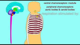 AP2 EXAM 2 CONTROL OVER RATE OF RESPIRATIONavi [upl. by Graybill]