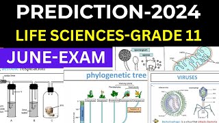 GRADE 11 2024 JUNE EXAMS LIFE SCIENCES GRADE 11 PREDICTIONS THUNDEREDUC BY B SAIDI [upl. by Yci]